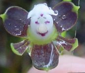 lila Knopf Orchidee Grasig