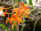 orange Knopf Orchidee Grasig