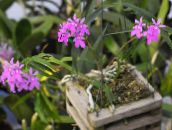 lilac Buttonhole Orchid Herbaceous Plant
