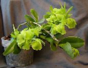 green Buttonhole Orchid Herbaceous Plant