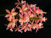 pink Buttonhole Orchid Herbaceous Plant