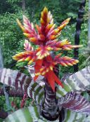 red Silver Vase, Urn Plant, Queen of the Bromeliads 