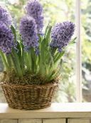 lilac Hyacinth Herbaceous Plant