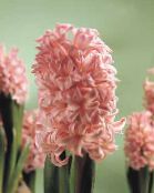 pink Hyacinth Herbaceous Plant
