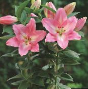 pink Lilium Herbaceous Plant