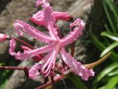 pink Guernsey Lily Herbaceous Plant