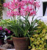 foto Pote flores Guernsey Lily planta herbácea, Nerine rosa