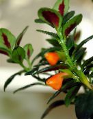 fotografie Oală Flori Hypocyrta, Plante Carasi agățat de plante portocale
