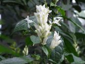 フォト ポットの花 白いろうそく、白Fieldia、fieldiaと、白いFeldia 低木, Whitfieldia ホワイト