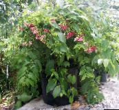 bilde Pot Blomster Rangoon Creeper liana, Quisqualis rød