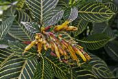 yellow Sanchezia, Fire Fingers Herbaceous Plant