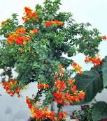 fénykép Pot Virágok Lekvár Bokor, Narancs Browallia, Firebush, Streptosolen narancs