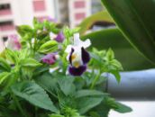 purple Wishbone flower, Ladys slipper, Blue wing Hanging Plant