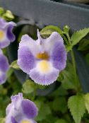 lilac Wishbone flower, Ladys slipper, Blue wing Hanging Plant