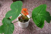 fénykép Pot Virágok Peregrina, Köszvény Üzem, Guatemalai Rebarbara lágyszárú növény, Jatropha piros