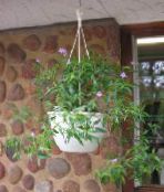 photo des fleurs en pot Asystasia des arbustes lilas