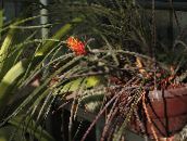 orange Pinecone Bromeliad Herbaceous Plant