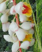 white Red Ginger, Shell Ginger, Indian Ginger Herbaceous Plant