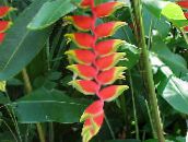 red Lobster Claw,  Herbaceous Plant