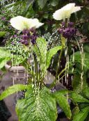 white Bat Head Lily, Bat Flower, Devil Flower Herbaceous Plant