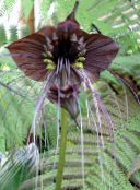 braun Fledermauskopf Lilie, Bat Blume, Teufel Blume Grasig