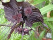 foto Pote flores Bat Head Lily, Bat Flower, Devil Flower planta herbácea, Tacca marrom