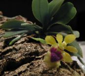 foto Podu Ziedi Haraella zālaugu augs dzeltens