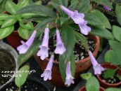lilac Chirita Herbaceous Plant