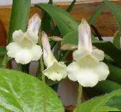 white Chirita Herbaceous Plant