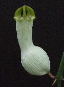 zdjęcie Pokojowe Kwiaty Tseropegiya ampelnye, Ceropegia biały