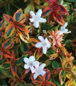 foto Unutarnja Cvjetovi Abeliu grmovi, Abelia bijela