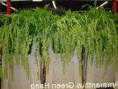 green Amaranthus, Love-Lies-Bleeding, Kiwicha Herbaceous Plant