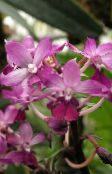 pink Calanthe Herbaceous Plant