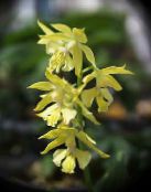 yellow Calanthe Herbaceous Plant