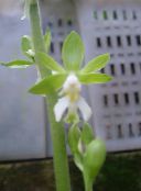 green Calanthe Herbaceous Plant