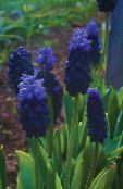 dark blue Grape Hyacinth Herbaceous Plant