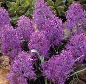 purple Grape Hyacinth Herbaceous Plant