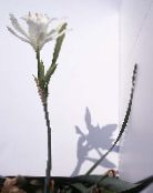foto Pote flores Sea Daffodil, Sea Lily, Sand Lily planta herbácea, Pancratium branco