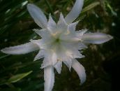 fotoğraf Saksı çiçekleri Deniz Nergis, Zambak Deniz, Kum Zambağı otsu bir bitkidir, Pancratium beyaz