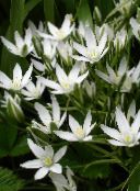 white Drooping Star of Bethlehem Herbaceous Plant