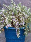 photo Pot Flowers Rosemary shrub, Rosmarinus light blue