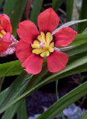 red Sparaxis Herbaceous Plant