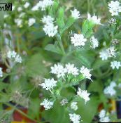 white Stevia, Sweet leaf of Paraguay, Sweet-herb, Honey yerba, Honeyleaf, Candy leaf Herbaceous Plant