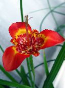red Tigridia, Mexican Shell-flower Herbaceous Plant
