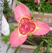 foto Pot Bloemen Tigridia, Mexicaanse Shell-Flower kruidachtige plant roze