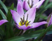 lilac Tulip Herbaceous Plant