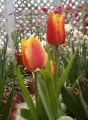 red Tulip Herbaceous Plant