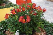 red Peruvian Lily Herbaceous Plant