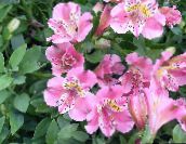 rosa Peruanische Lilie Grasig