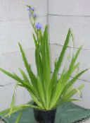 light blue Blue Corn lily Herbaceous Plant